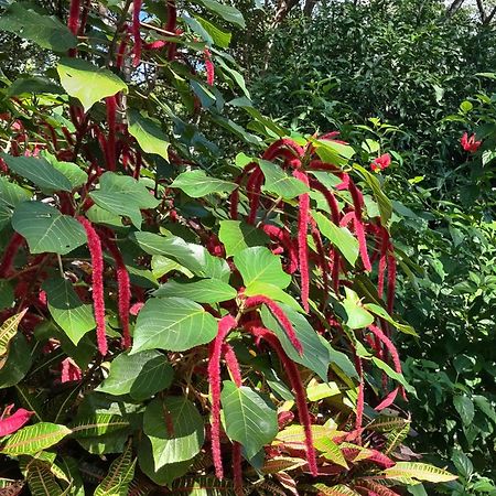 Finca Mystica Mérida Eksteriør bilde