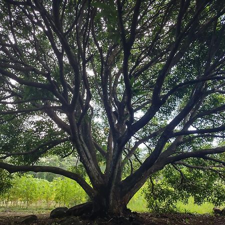 Finca Mystica Mérida Eksteriør bilde