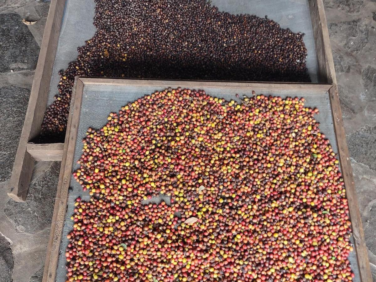 Finca Mystica Mérida Eksteriør bilde