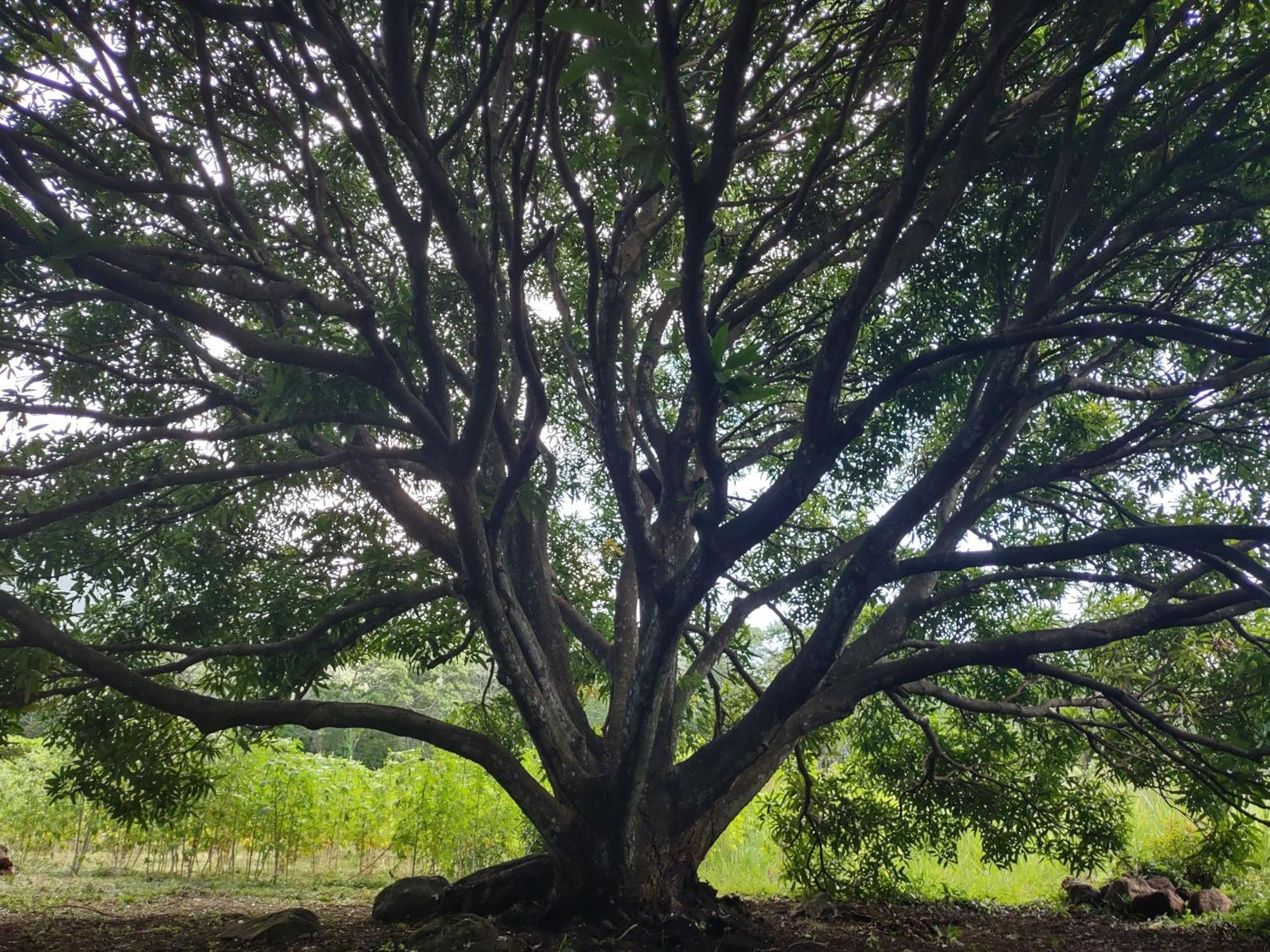 Finca Mystica Mérida Eksteriør bilde
